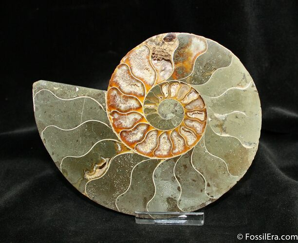 Inch Polished Cleoniceras Ammonite (Half) #876